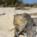 iguana_cuban_jar_v_2089_cub5203.jpg